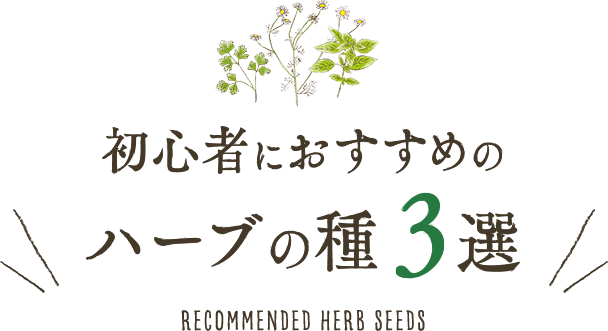 初心者におすすめのハーブの種3選