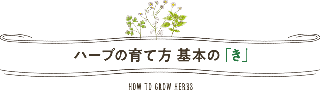 ハーブの育て方 基本の「き」