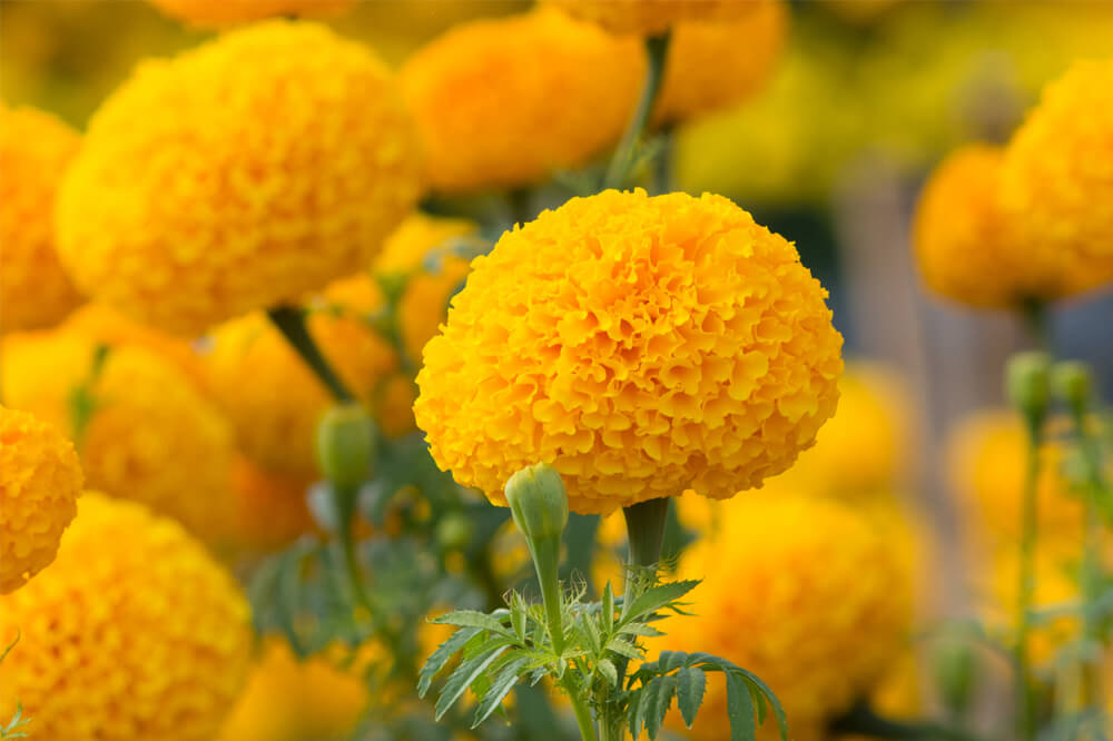 アフリカンタイプ