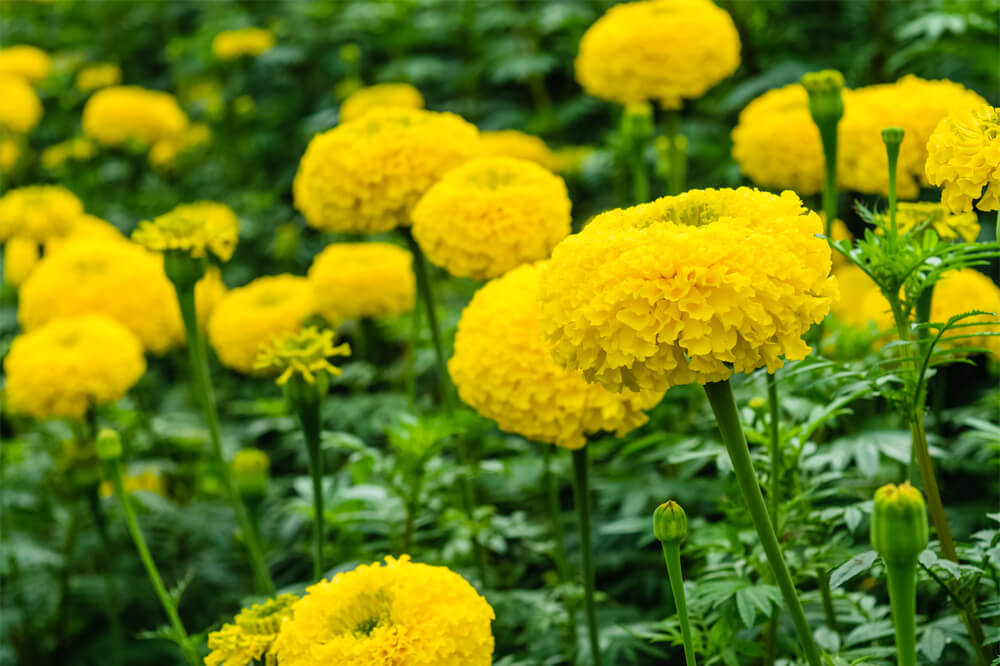 アフリカンタイプ