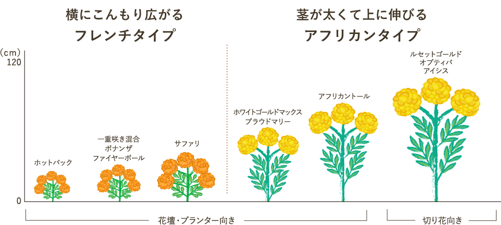 こんもり広がるフレンチタイプ 草が太くて上に伸びるアフリカンタイプ
