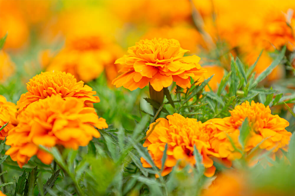 フレンチタイプ