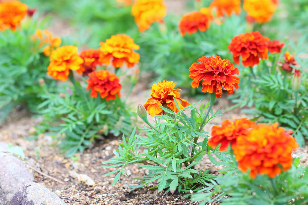 フレンチタイプ