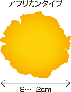アフリカンタイプ 8~12cm