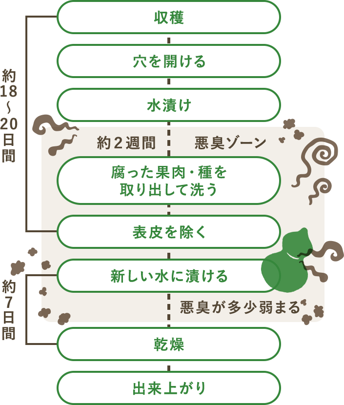 1.収穫、2.穴を開ける、3.水漬け、4.腐った果肉・種を取り出して洗う、5.表皮を除く、6.新しい水に漬ける、7.乾燥、8.出来上がり 1~5まで約18~20日間 6~7まで約7日間 3~6までが約2週間の悪臭ゾーン 7で悪臭が多少弱まる