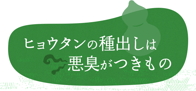 ヒョウタン（瓢箪）の種出しは悪臭がつきもの