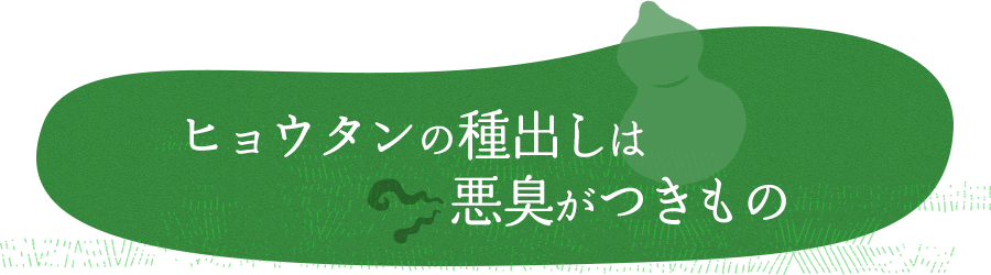 ヒョウタン（瓢箪）の種出しは悪臭がつきもの