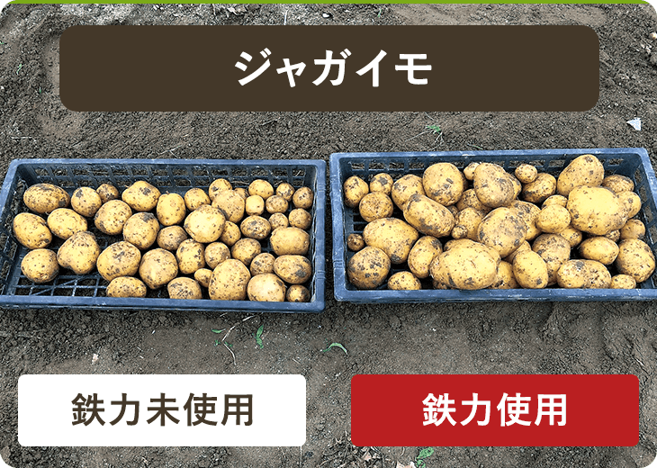 じゃがいも　鉄力未使用／鉄力使用