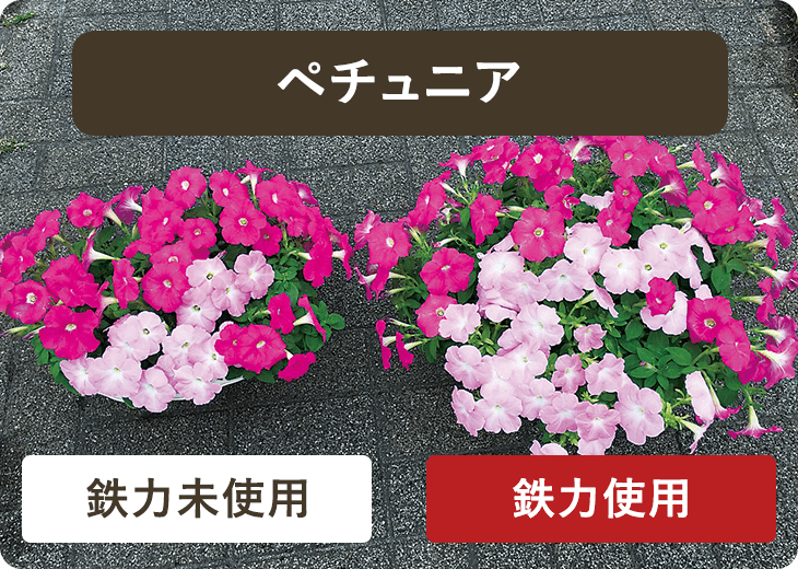 ペチュニア　鉄力未使用／鉄力使用