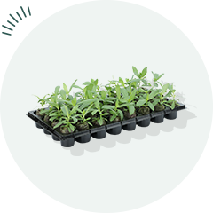 ジフィーセブンCの苗 通常1組の写真