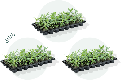 ジフィーセブンCの苗 3組の写真