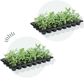 ジフィーセブンCの苗 2組の写真