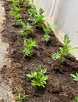 マリーゴールド 2023年6月8日定植の様子