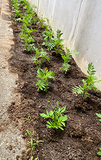 マリーゴールド 2023年6月8日定植の様子