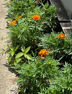 マリーゴールド 2023年6月29日の様子