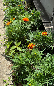 マリーゴールド 2023年6月29日の様子