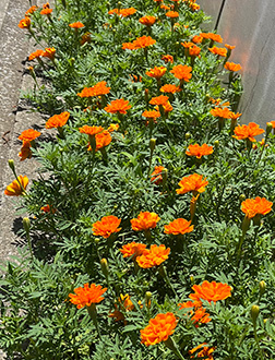 マリーゴールド 2023年7月21日の様子