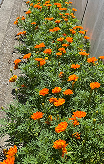 マリーゴールド 2023年7月21日の様子