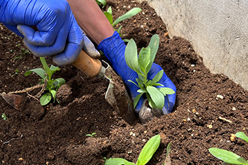 植え付け作業の様子