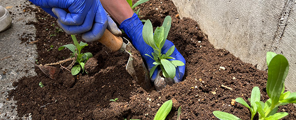 植え付け作業の様子