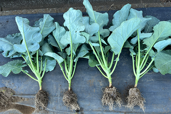 ブロッコリー（2023年9月7日定植→2023年10月6日生育の様子）