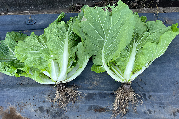 ハクサイ（2023年9月7日定植→2023年10月6日生育の様子）