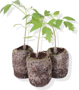 ジフィーセブンC苗の写真