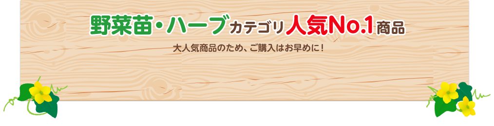 野菜苗・ハーブ カテゴリ 人気NO.1商品　大人気のため、ご購入はお早めに！