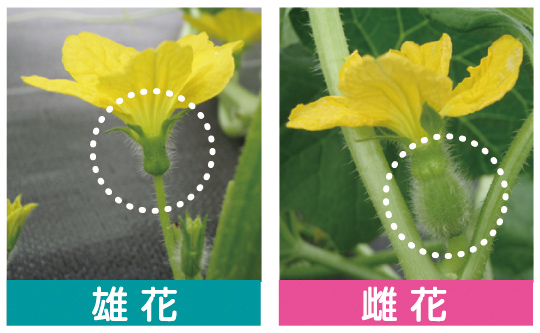 雄花と雌花の見分け方