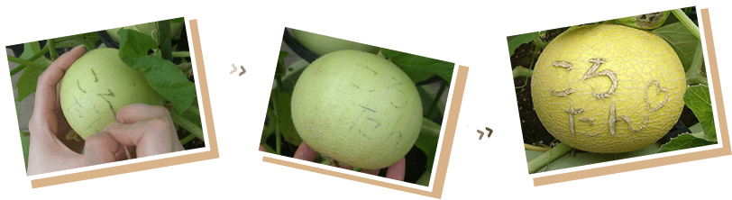 マイころたん成長の様子