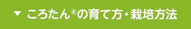 ころたんの育て方・栽培方法