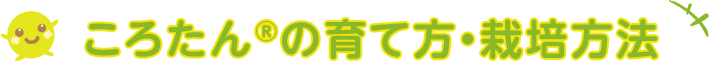 ころたんの育て方・栽培方法