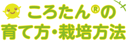 ころたんの育て方・栽培方法