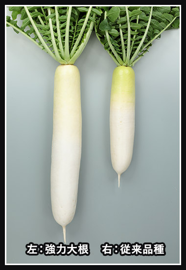 左:強力大根 右:従来品種