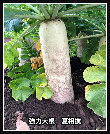 強力大根 夏相撲