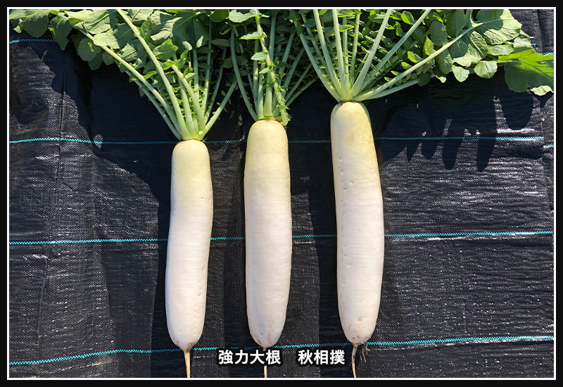 通常サイズから大きいサイズまでを並べた図