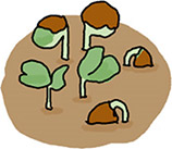 種まき後2~3日で発芽