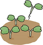 子葉が完全に開いたとき3本立ちにする