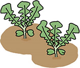 本葉2~3枚で2本立ちにする