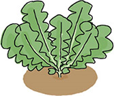 本葉6~7枚で1本立ちにする