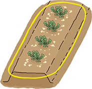 約1平方メートル 4穴単位で1握り(約50g)の化成肥料をばらまく