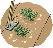 肥料と土を軽く混ぜる