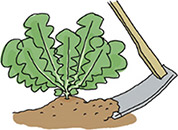 株がぐらつかないように株元に土寄せする