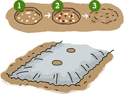 浸透移行性殺虫剤を種まき穴にばらまいてから種まきをする