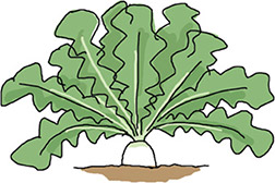 外葉が垂れ、中心部の葉が開いてきたとき