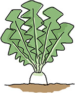 葉全体が立っているとき