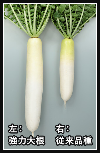 左:強力大根 右:従来品種