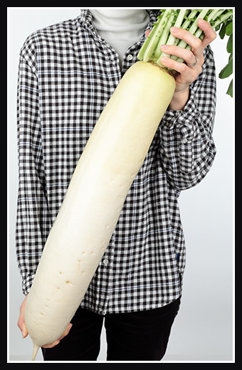 強力大根を抱えている