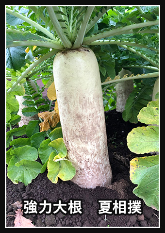 強力大根 夏相撲