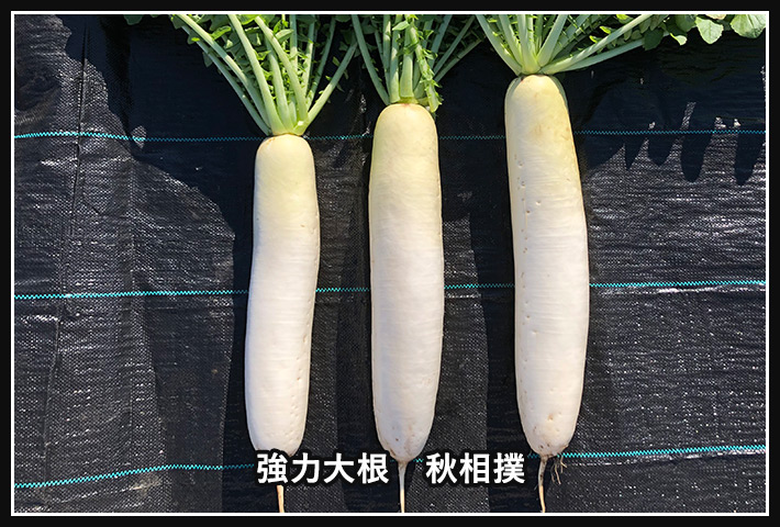 通常サイズから大きいサイズまでを並べた図